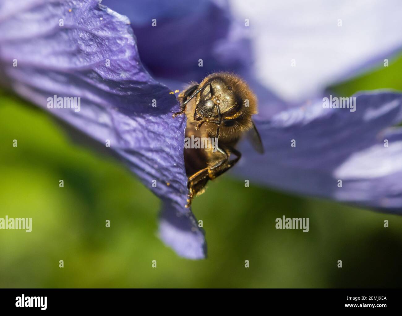 Die Honigbiene sitzt auf einem lila Blatt einer Blume. Stockfoto