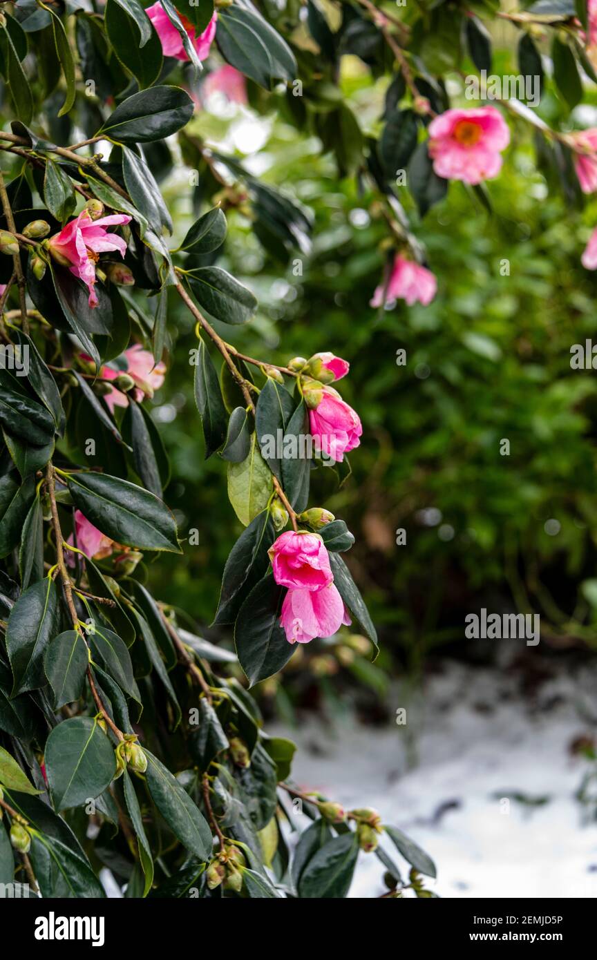 Camellia williamsii mary christian, blühend in winterlichen, verschneiten Bedingungen. Stockfoto