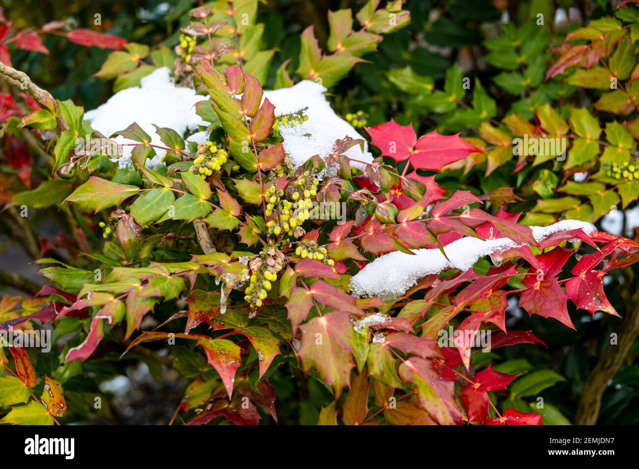 Mahonia bealei, immergrüner Strauch winterblühend, blühend in winterlichen, verschneiten Bedingungen. Stockfoto