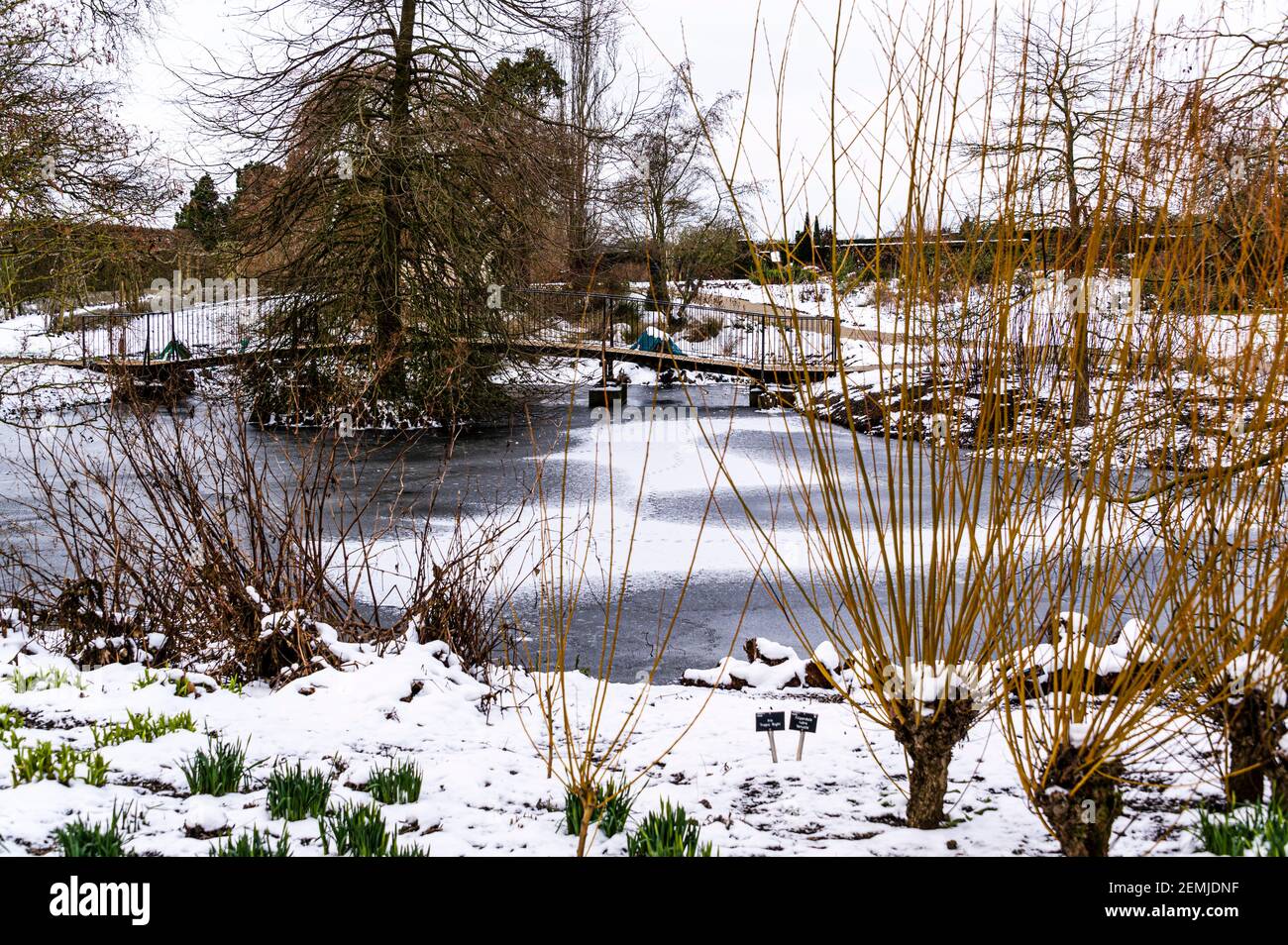 Tiefer Teich und Brücke, Hyde Hall RHS Gardens, im Winter mit Schnee. Stockfoto