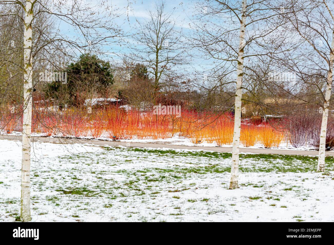 Dogwood Annys Winter Orange, hell vor schneebedeckter Kulisse. Stockfoto