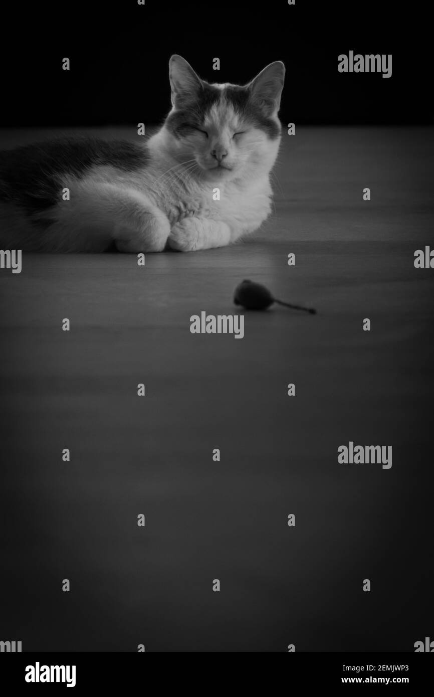 Katze liegt auf Holzboden mit geschlossenen Augen und Maus Spielzeug vorne - schwarz und weiß Stockfoto