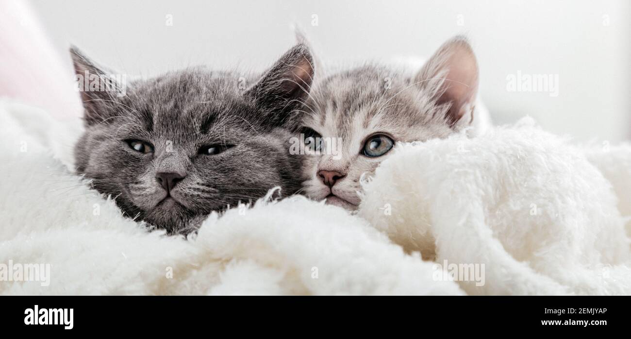 Katzengesichter schauen aus der Decke heraus. Nette lustige Kätzchen. Paar Familie von Katzen Porträt auf weißem Hintergrund. Katzen beobachten Seite. Langes Webbanner mit Stockfoto