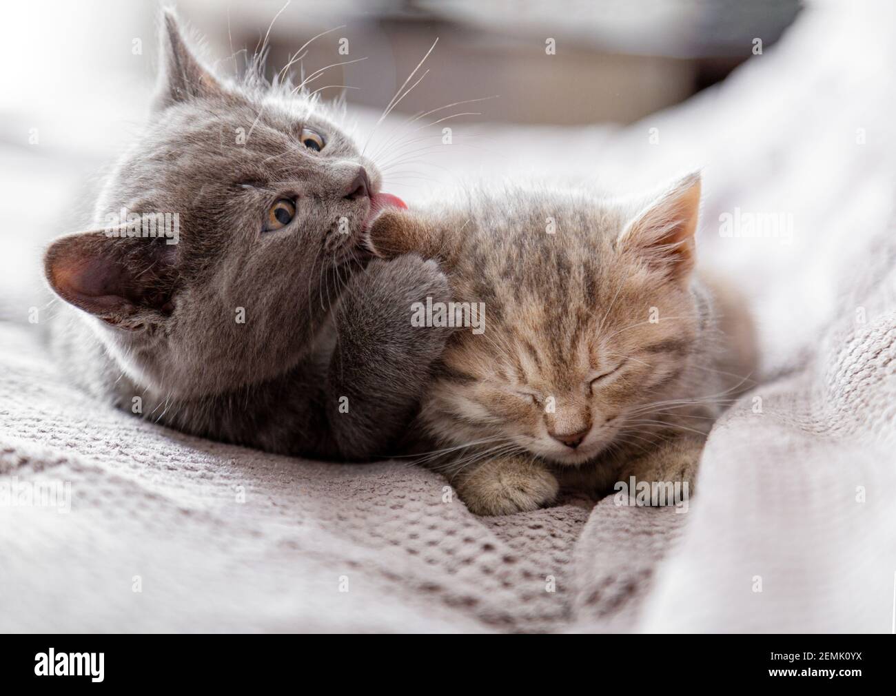Kleines graues Kätzchen leckt das Ohr des tabby Kätzchens. Paar Kätzchen in der Liebe Umarmung, küssen. Schläfrige Kätzchen sind sanft, kümmern sich um die Katzenfamilie. Haustiere im Hotel Stockfoto