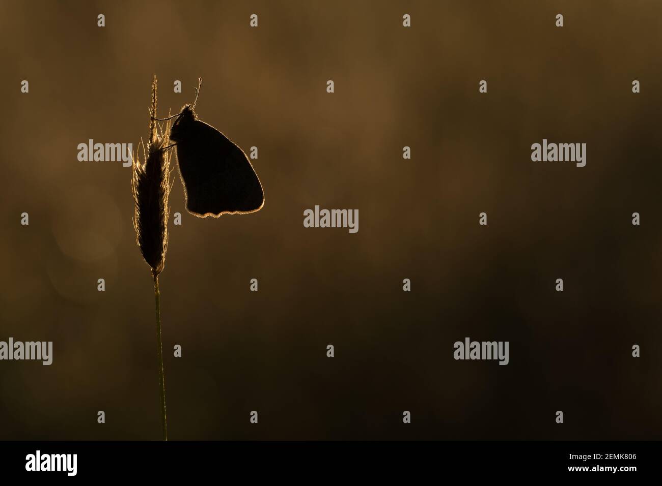 Ein Mädesüßfalter, der im frühen Morgenlicht auf einer Wiese sitzt Stockfoto