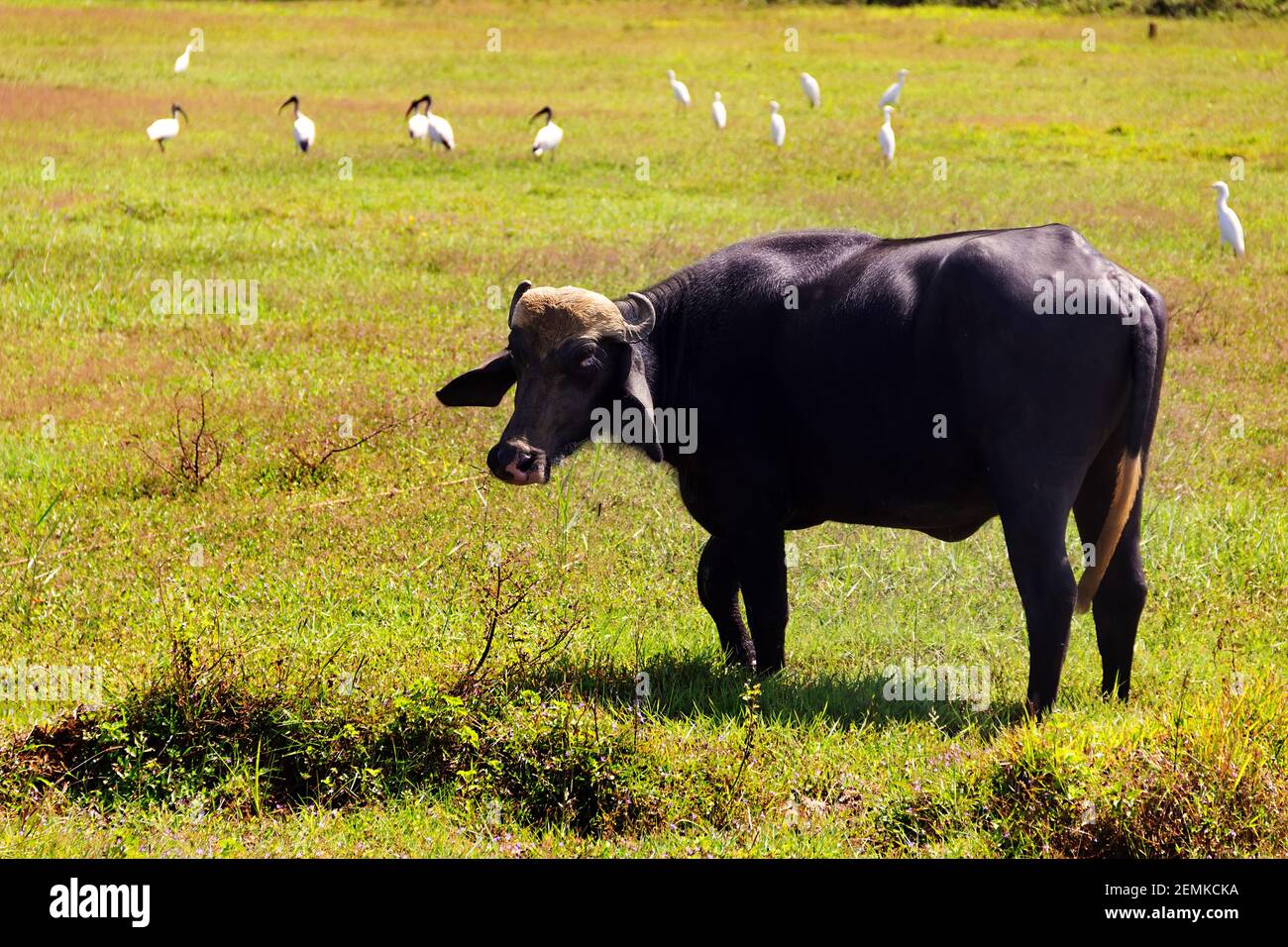 Wasserbüffel grasen umgeben von Ibissen und Reihern. Sri Lanka Pastoralismus Stockfoto