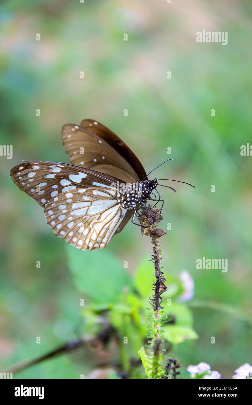 Schmetterlinge aus der Gattung Milchgrasschmetterling (Danaidae) wahrscheinlich Euploea mulciber während der Migration in Sri Lanka (Südteil, Regenwald). Dezember Stockfoto