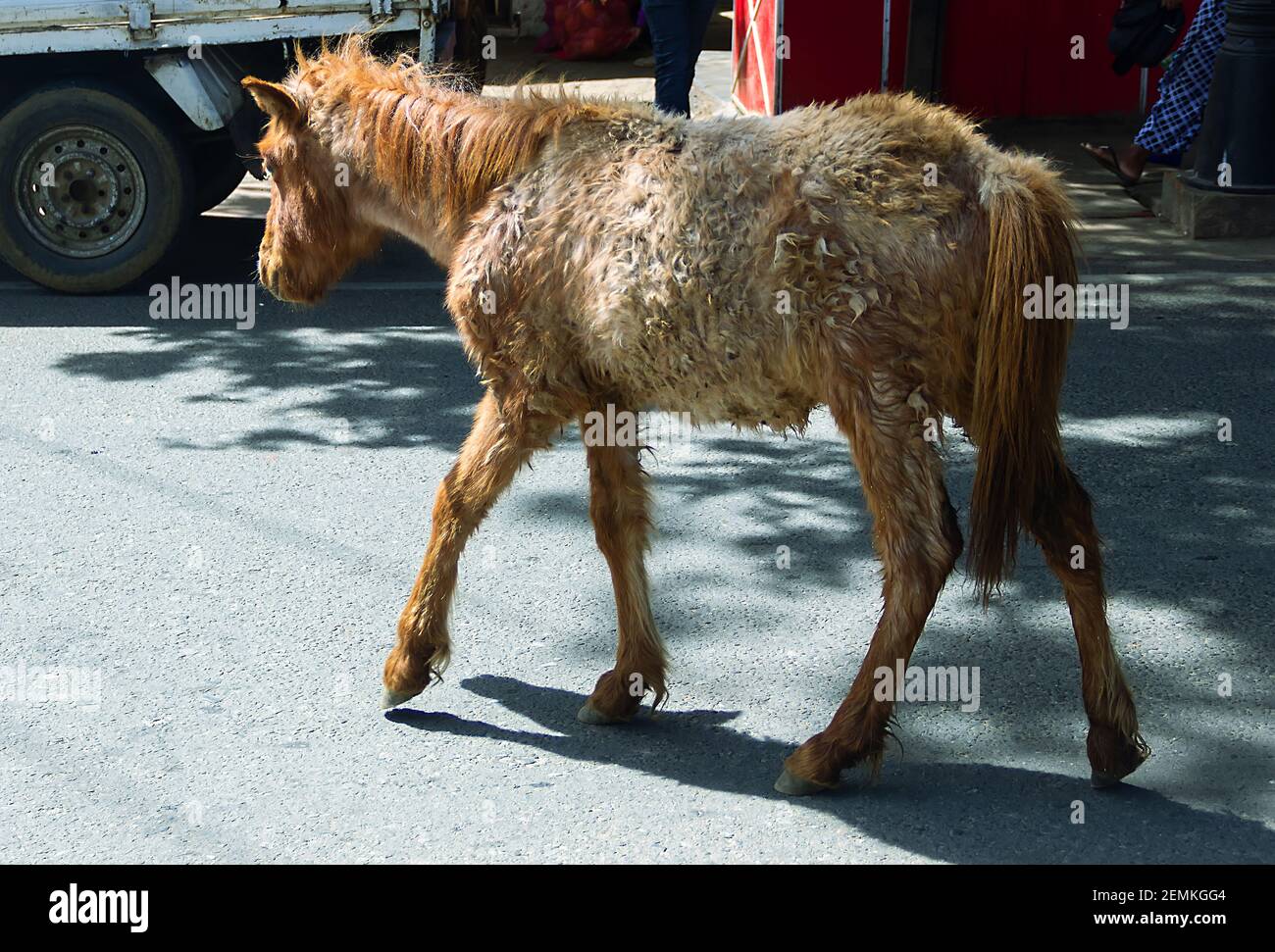 Eine unschöne Horsey. Ein dünnes hengstfohlen oder Maultier mit verfilzten Haaren auf den Straßen einer asiatischen Stadt Stockfoto