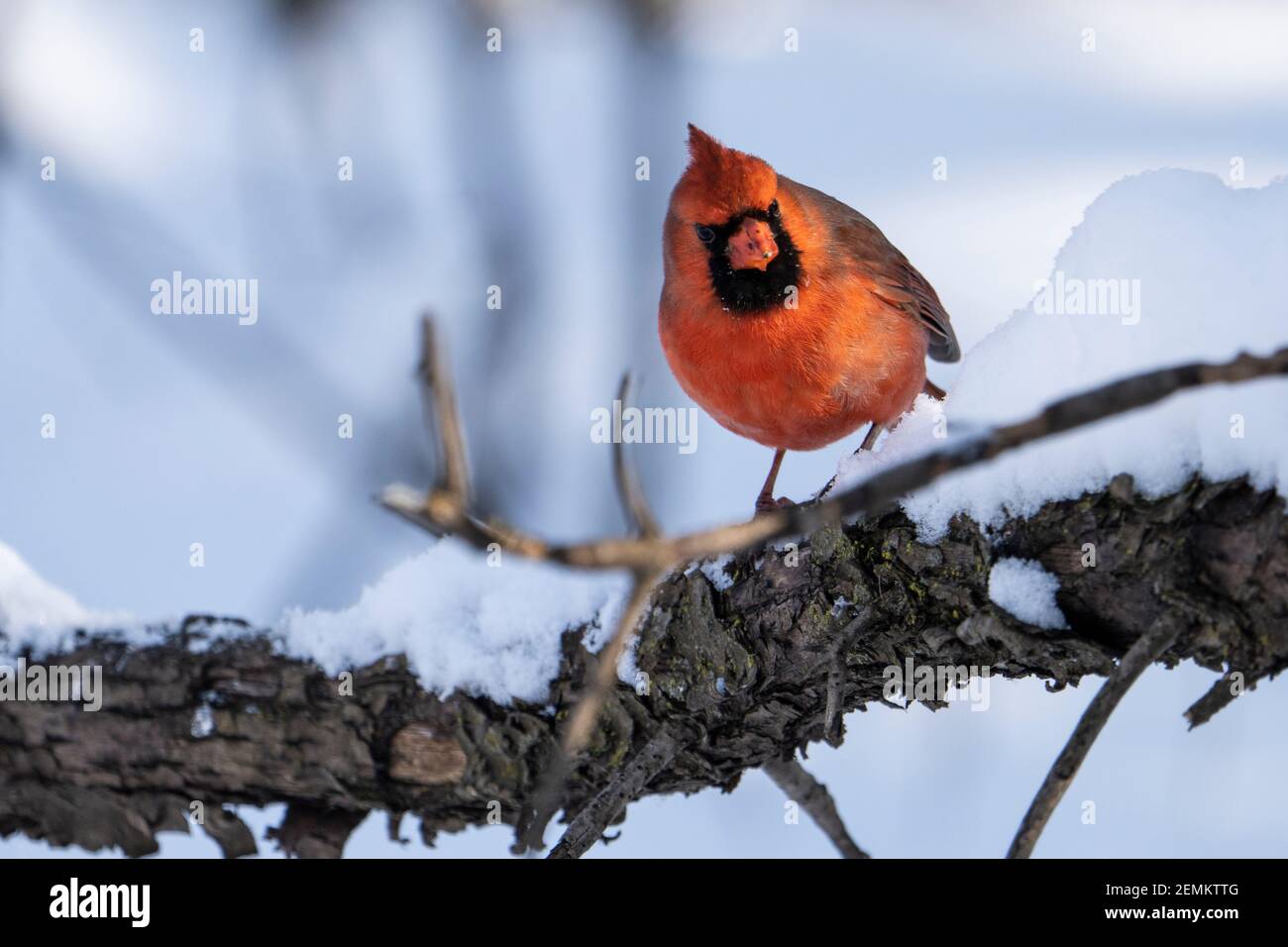 Nördlicher Kardinal, der im Winter in der Nähe eines Vogelfutterhäuschen nach Samen pfissiert. Stockfoto