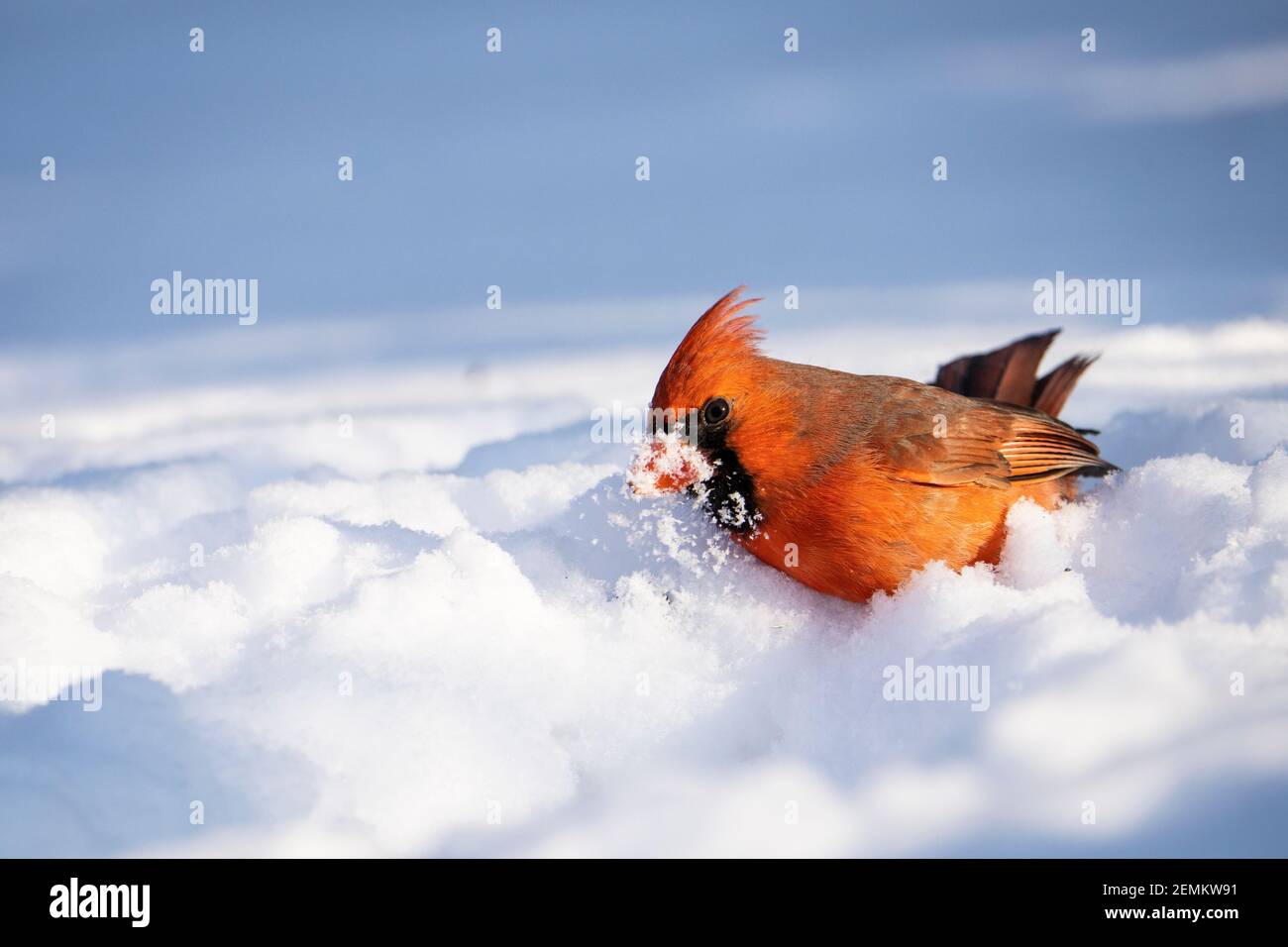 Nördlicher Kardinal, der im Winter in der Nähe eines Vogelfutterhäuschen nach Samen pfissiert. Stockfoto