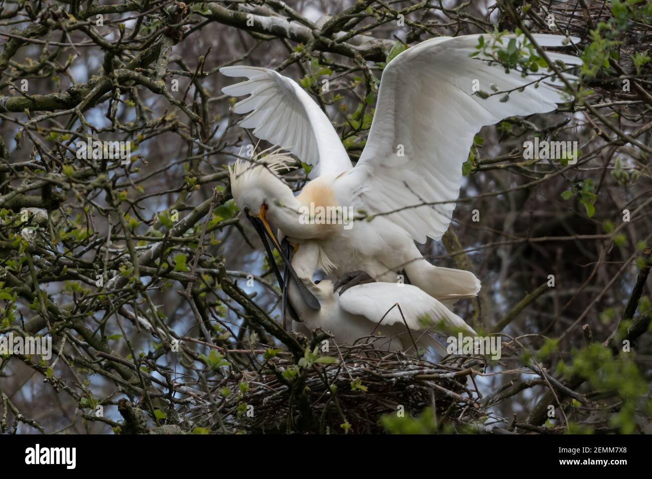 Zwei eurasische Löffler (Platalea leucorodia), die sich miteinander paaren. Stockfoto