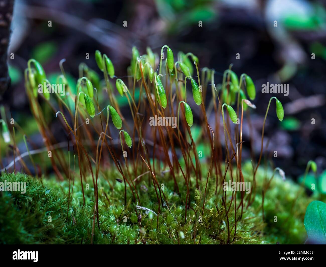 Sporophyte Calyptra Mikroskopisches Moos aus der Gemeinde Polytrichum. Makro Hintergrund Blumen Makro. Stockfoto