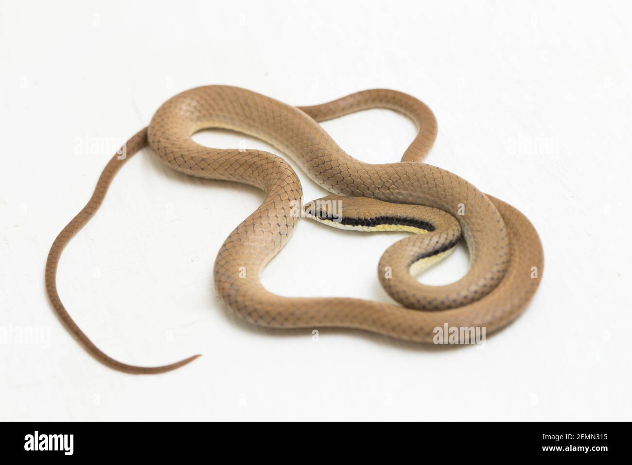 Malaiische Ringhalsschlange Liopeltis tricolor isoliert auf weißem Hintergrund Stockfoto