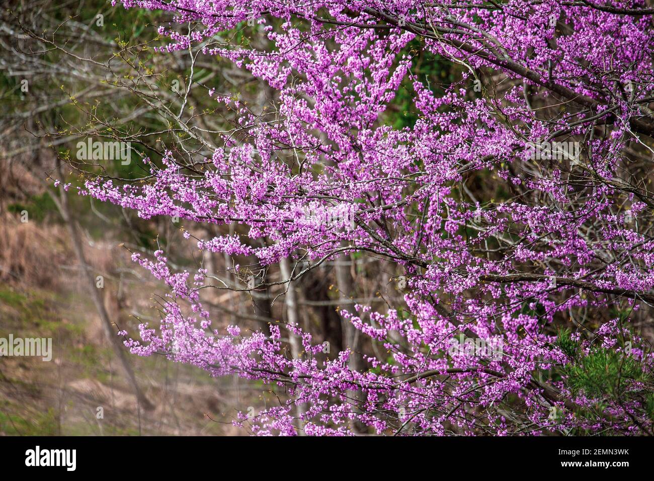 Eastern Redbud Tree, Cercis Canadensis, heimisch im östlichen Nordamerika, hier in voller Blüte im südlichen Zentrum von Kentucky dargestellt. Geringe Schärfentiefe. Stockfoto