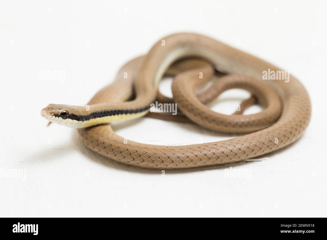 Malaiische Ringhalsschlange Liopeltis tricolor isoliert auf weißem Hintergrund Stockfoto