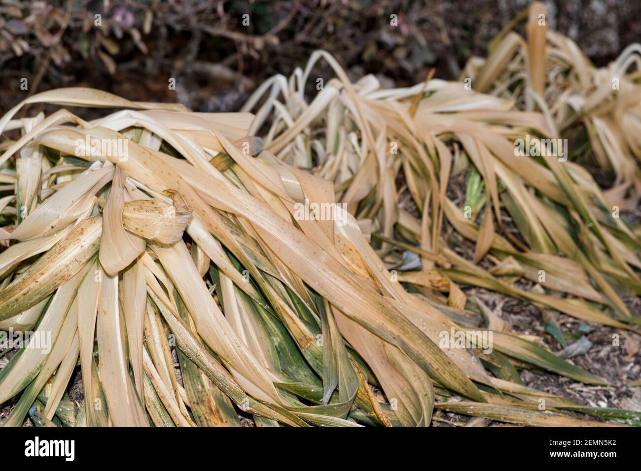 Gartenpflanzen durch extreme Kälte durch Eisstürme in Texas getötet mit Fokus auf Vordergrund auf Bodenhöhe. Stockfoto