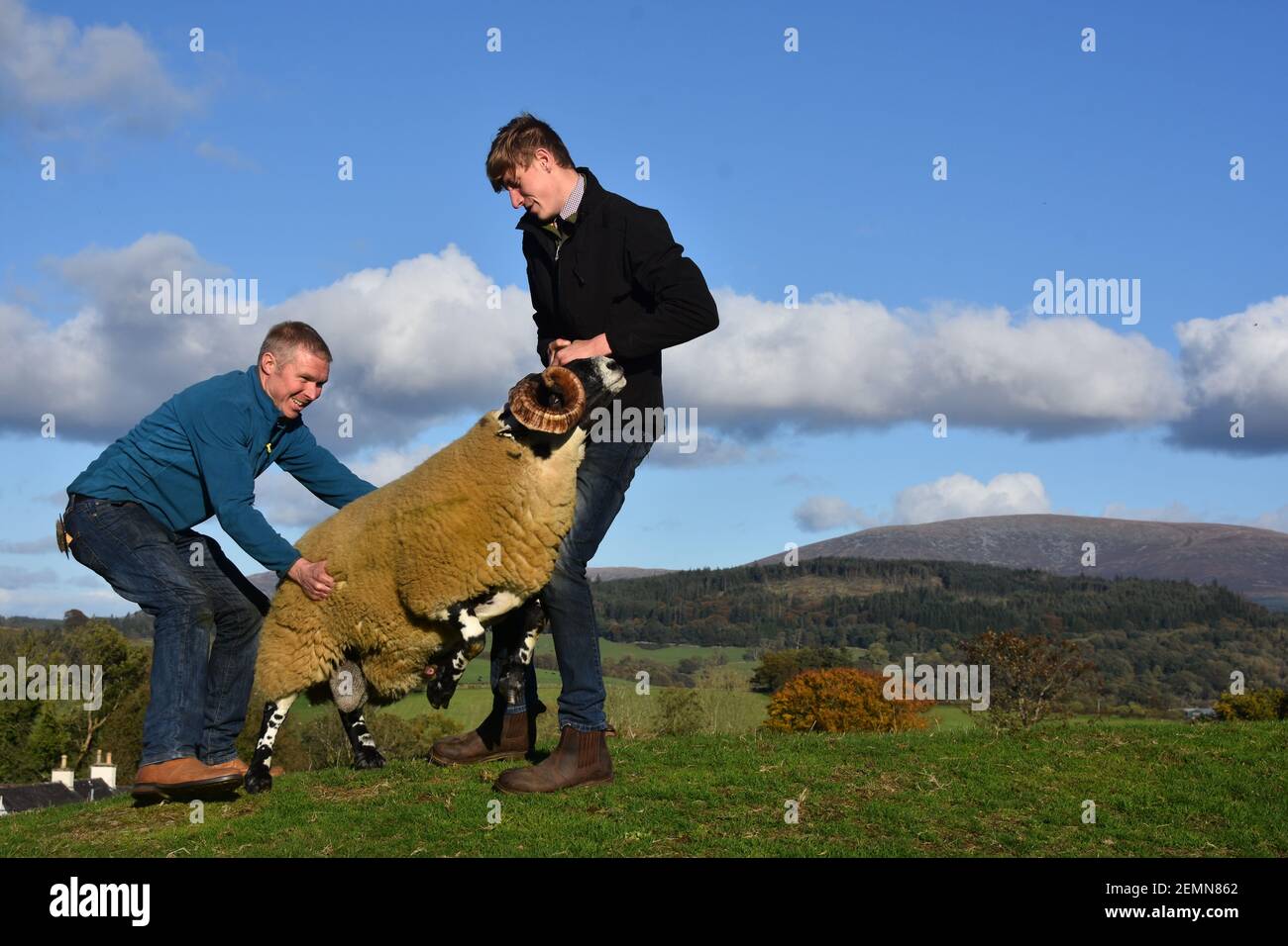 Springende Schafe bei Newton Stewart Tup Sale, Dumfries & Galloway, Schottland Stockfoto