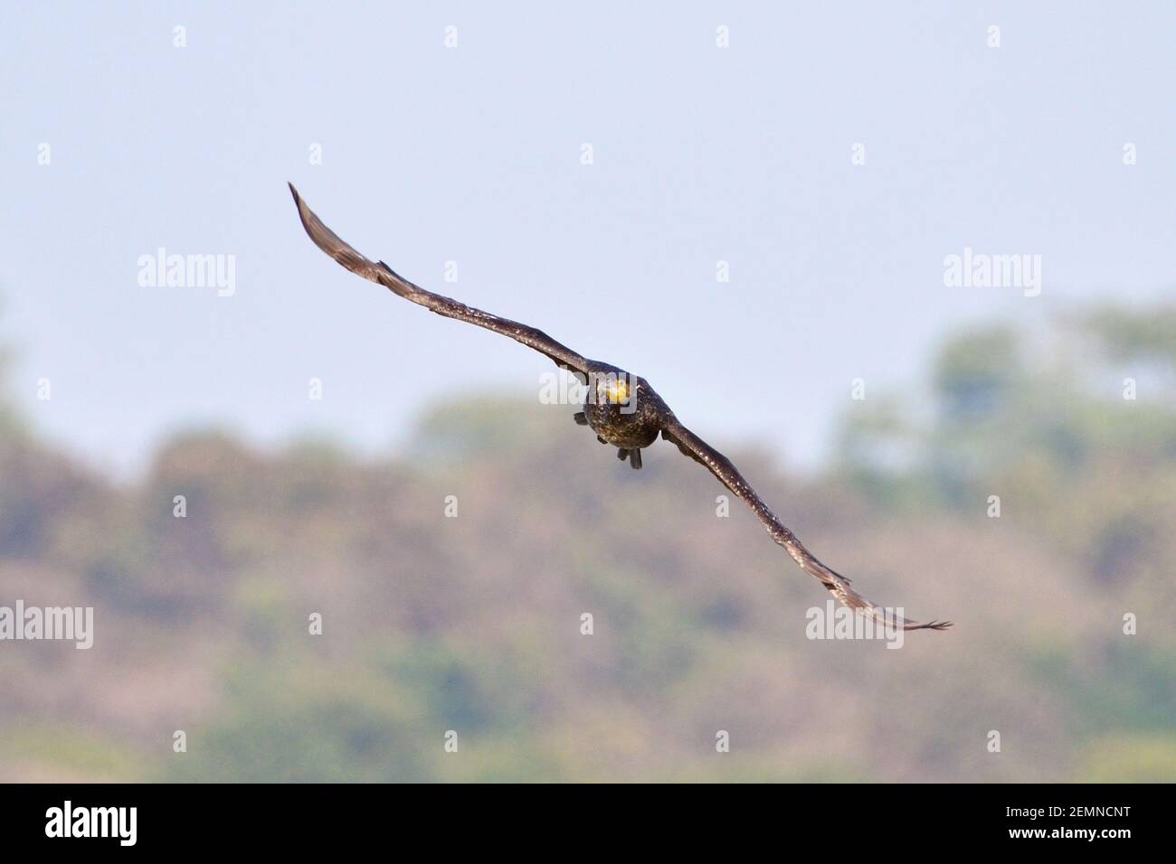 Ein großer Kormoran Vogel macht Blickkontakt mit dem Fotograf während des Fluges Stockfoto