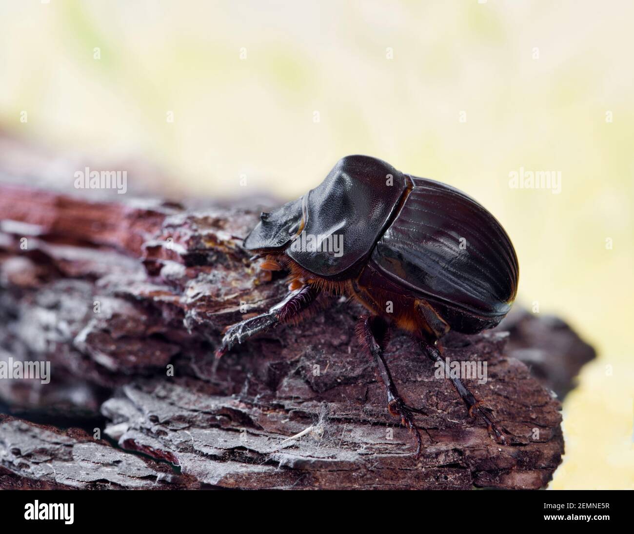 Weibliche Carolina Dung Käfer (Dichotomius carolinus) ventrale Ansicht isoliert auf Baumrinde. Makrobild, Houston TX. Stockfoto