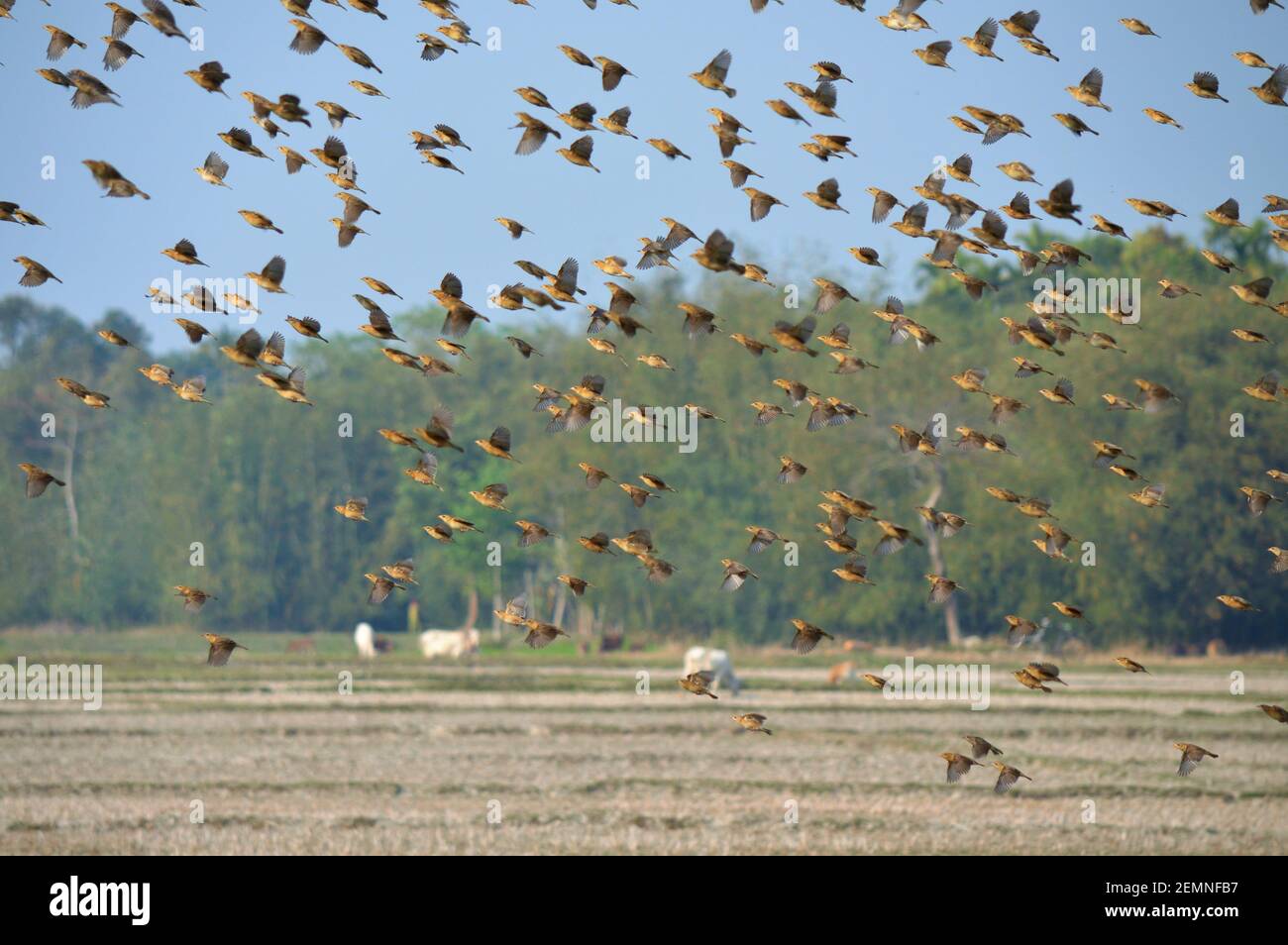 Baya Webervögel fliegen über das Reisfeld Stockfoto