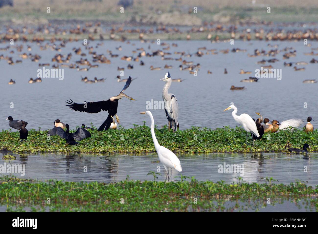 Acht Verschiedene Vogelarten In Einem Rahmen Stockfoto