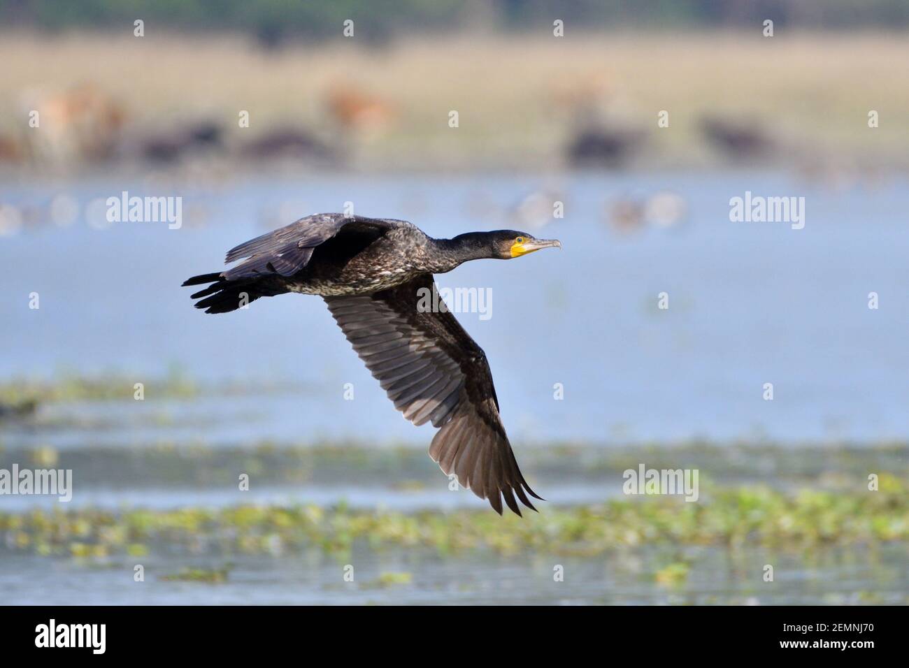Der Große Kormoran-Vogel Fliegt Über Den See Stockfoto