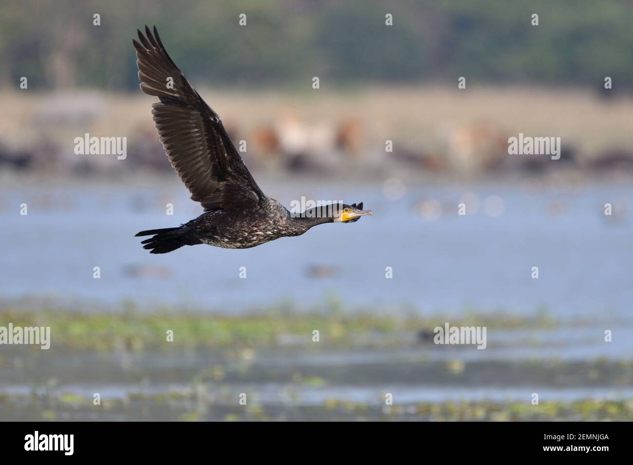 Der Große Kormoran-Vogel Fliegt Über Das Feuchtgebiet Stockfoto