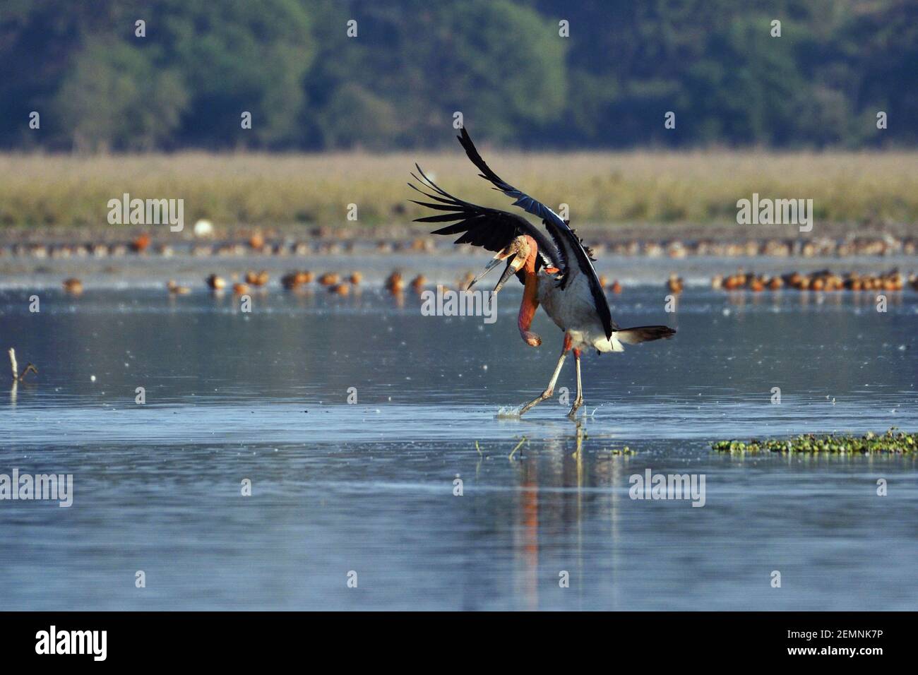 Der Große Adjutant Storch Bird Landet Im Feuchtgebiet Stockfoto