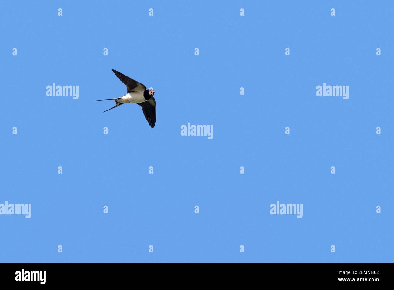 Schwalbe (Hirundo rustica) im Flug gegen blauen Himmel Stockfoto