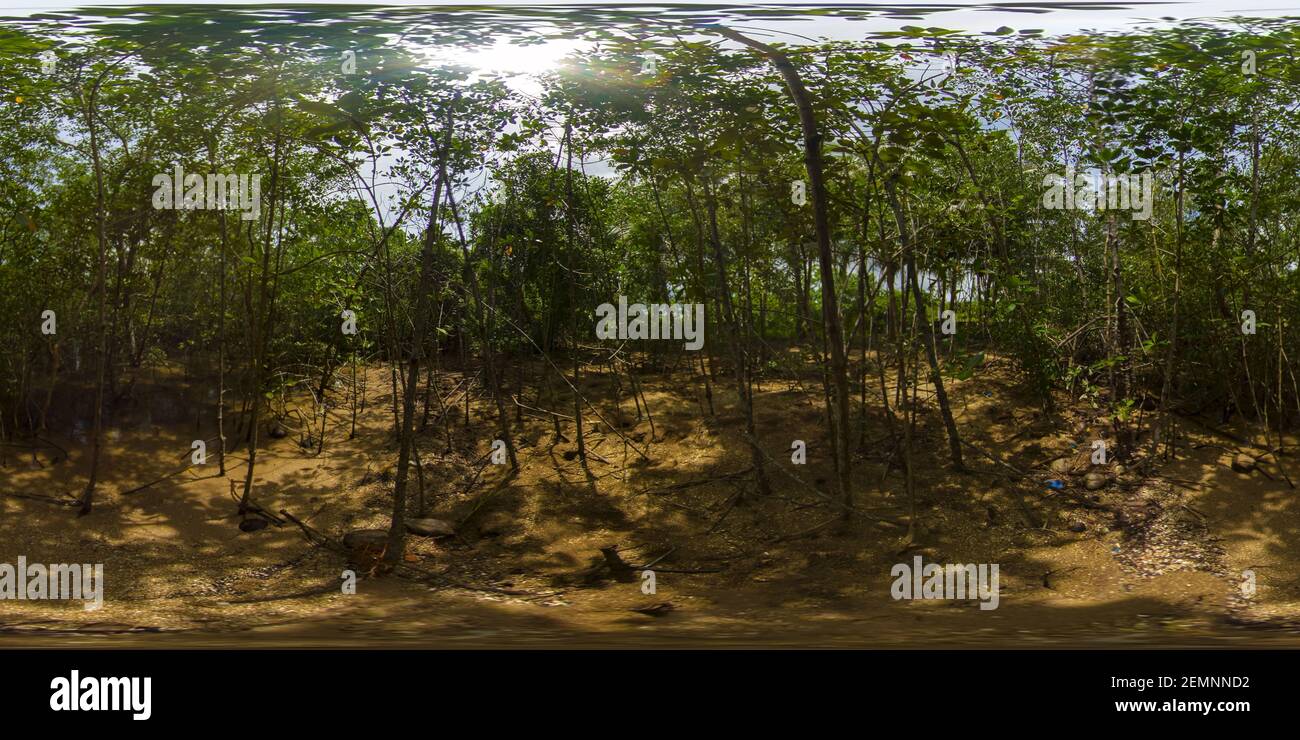 Tropischer Mangroven grüner Baumwald. Mangrovenlandschaft, Ökosystem und gesundes Umweltkonzept. Mindanao, Philippinen. Stockfoto