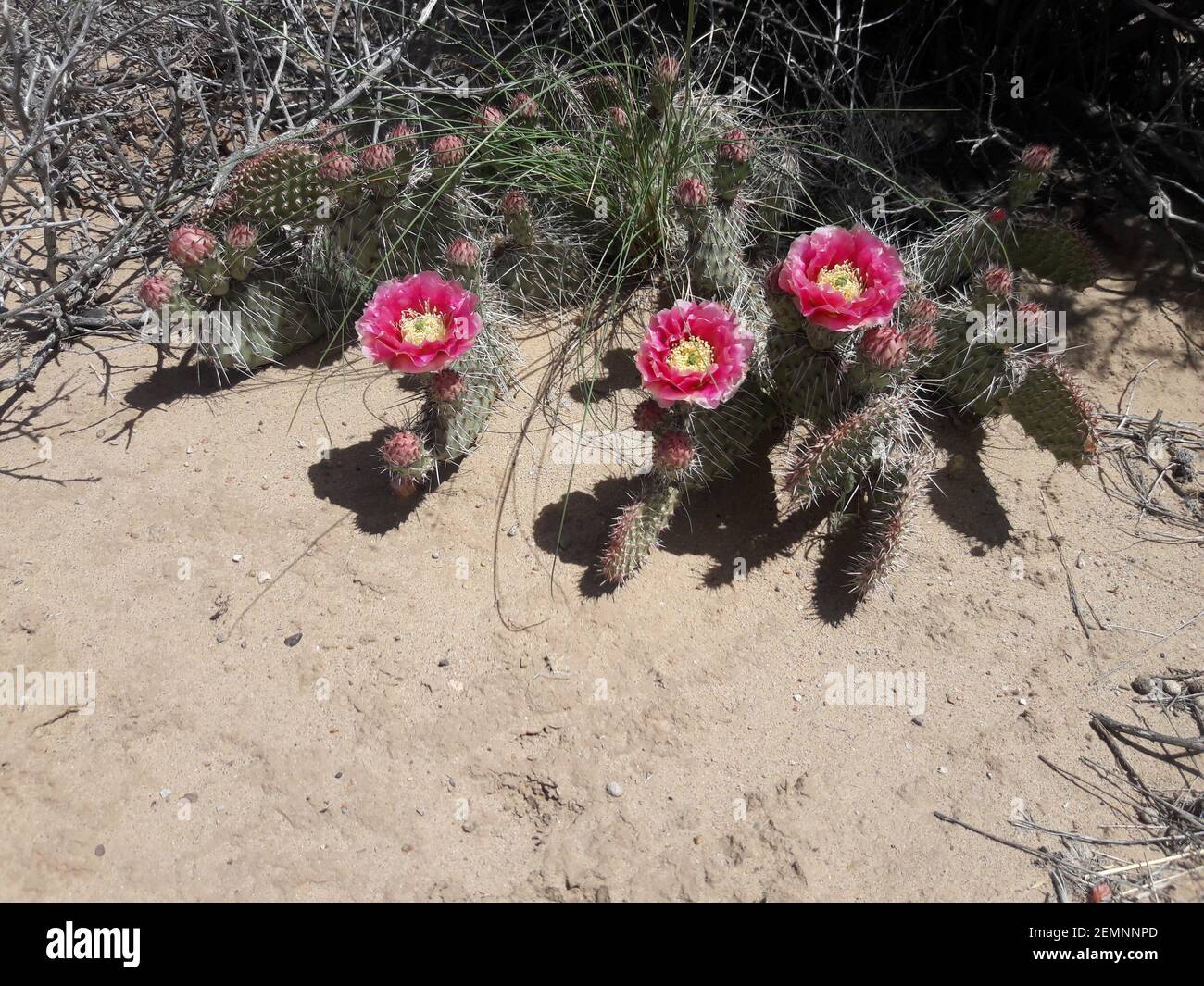 Kaktus mit schönen Blumenblüten Stockfoto