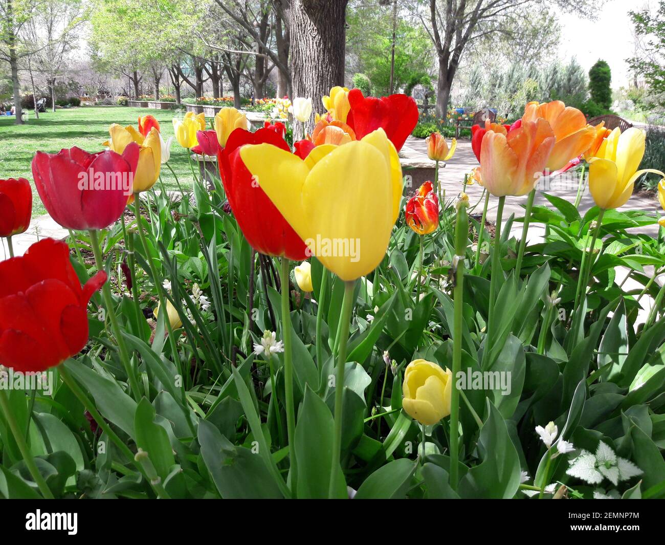 Die Spur der Tulpen Stockfoto