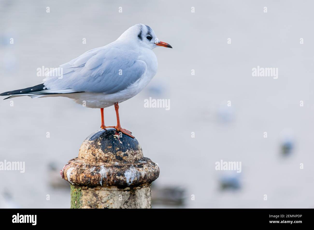 Eine kleine schwarze Möwe, Winter gefiederte Möwe, die auf einem alten Pol am See steht, immer noch Vogel auf verschwommenem Wasserhintergrund Stockfoto