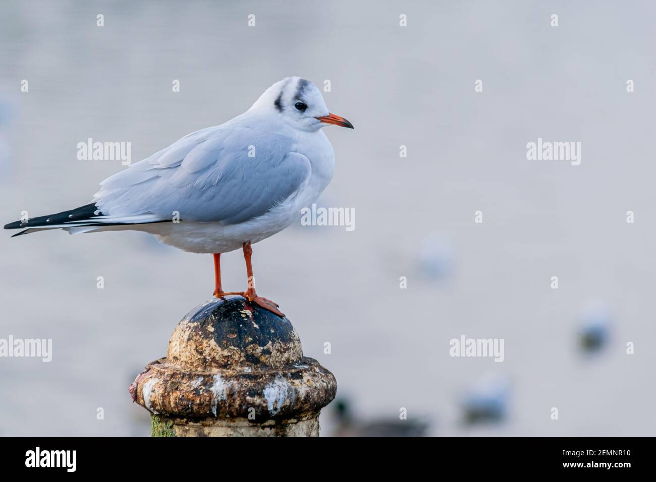 Eine kleine schwarze Möwe, Winter gefiederte Möwe, die auf einem alten Pol am See steht, immer noch Vogel auf verschwommenem Wasserhintergrund Stockfoto