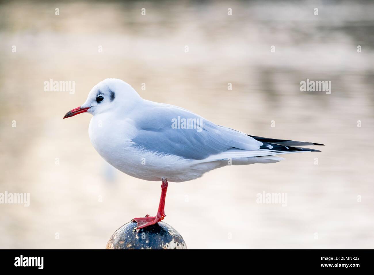 Eine kleine schwarze Möwe, Winter gefiederte Möwe, die auf einem alten Pol am See steht, immer noch Vogel auf verschwommenem Wasserhintergrund Stockfoto