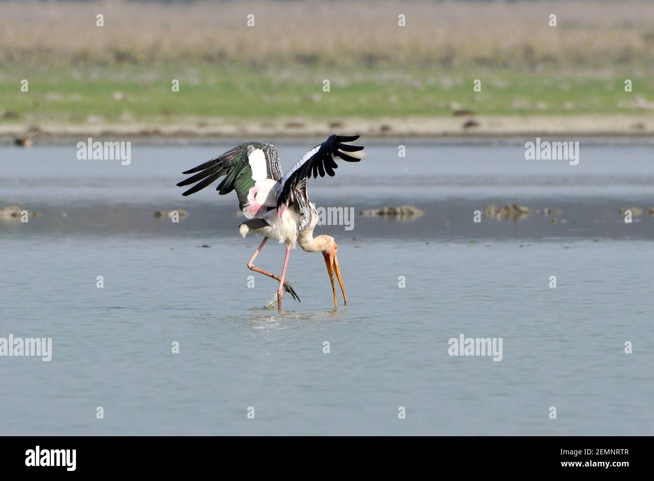 Der Gemalte Storchvogel Ernährt Sich Im Feuchtgebiet Stockfoto