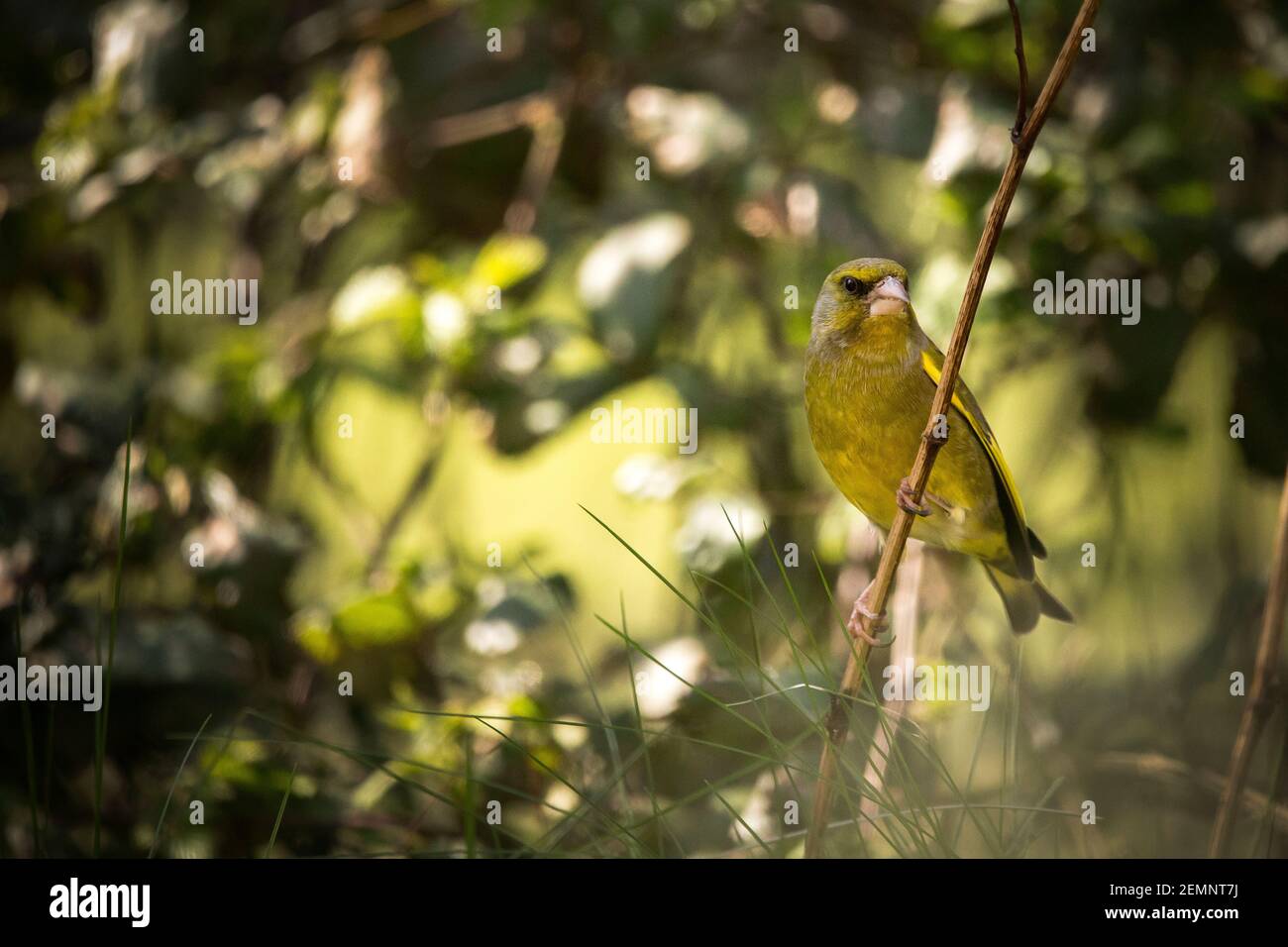 Ein Grünfink-Vogel thront auf einem Zweig Stockfoto