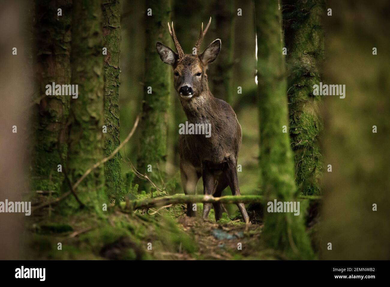 Ein männlicher Buck Roe Hirsch stand in einem Wald suchen An der Kamera Stockfoto