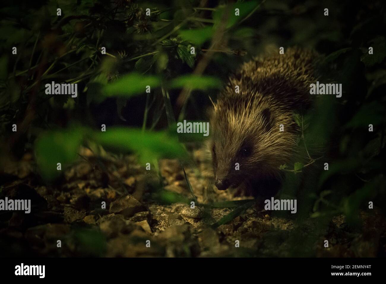 Ein Igel, der sich durch Unkraut bewegt Stockfoto