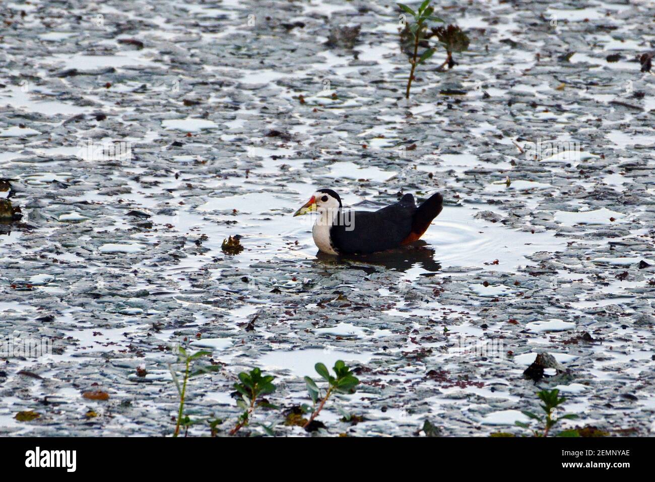 White Breasted Waterhen Schwimmend Im Feuchtgebiet Stockfoto