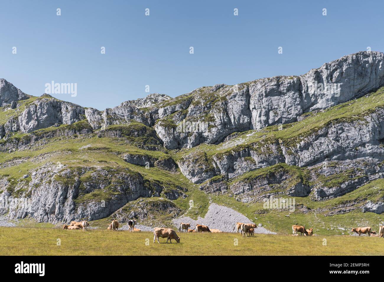 Süße Hauskühe pastend in üppig abfallenden Wiese im Sommer An sonnigen Tag im Hochland von Lagos de Saliencia- Asturien- Spanien Stockfoto