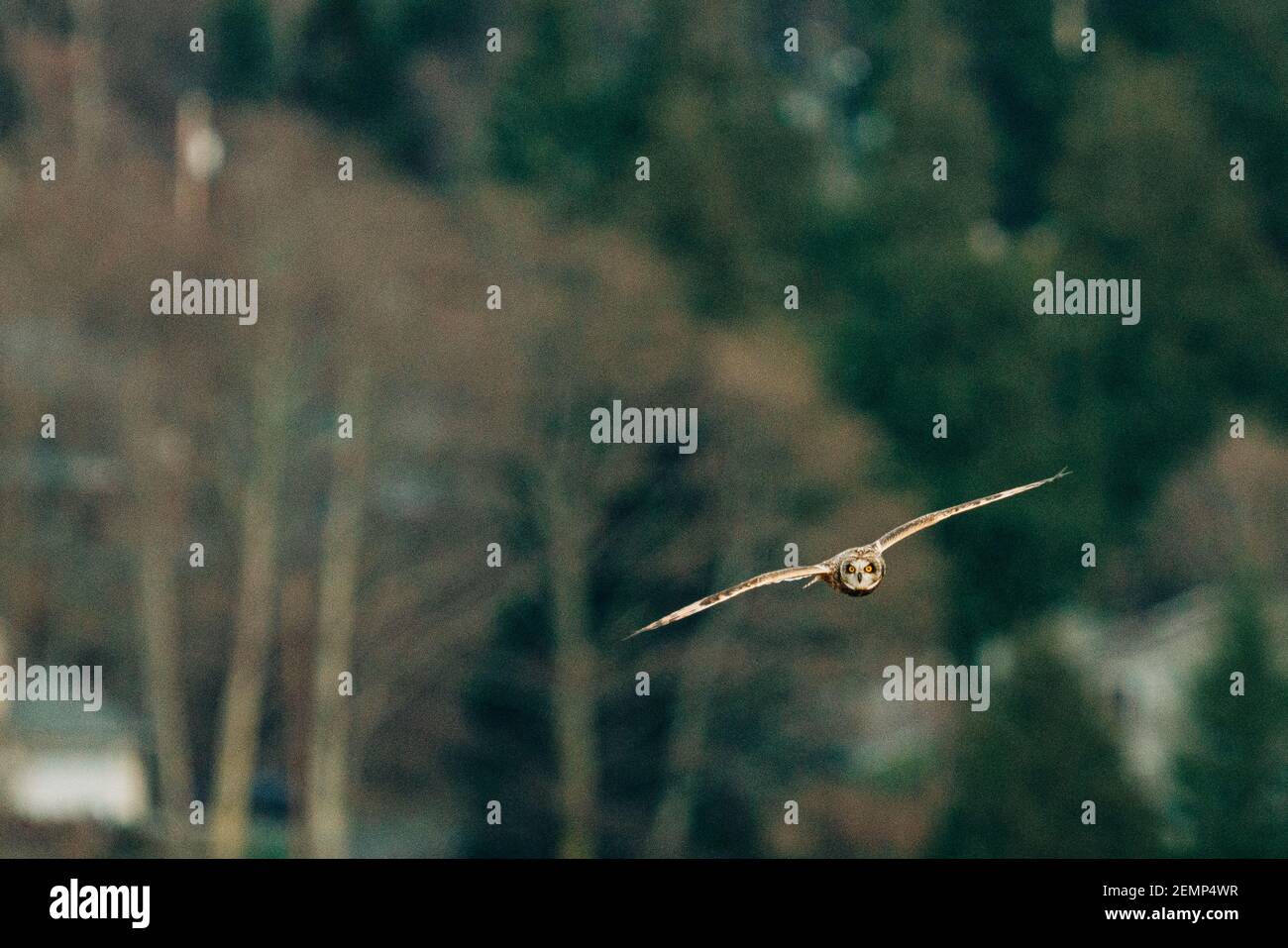 Gerade auf Ansicht einer Kurzohreule, die vor sich fliegt Eines Waldes Stockfoto