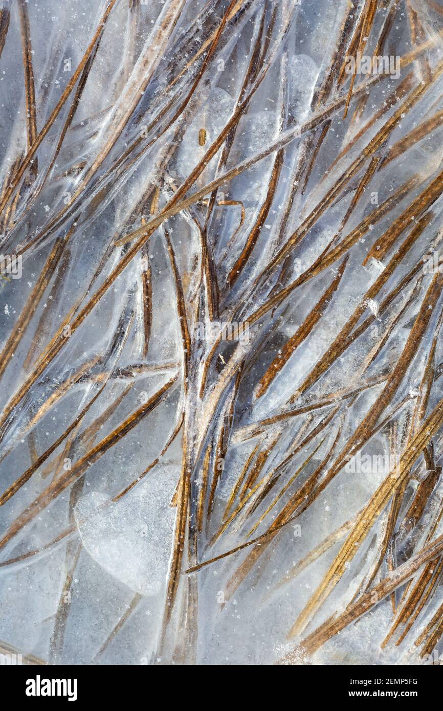 Eisverschlossene Gräser in den Auen des Flusses Turiec in der Nordslowakei. Stockfoto