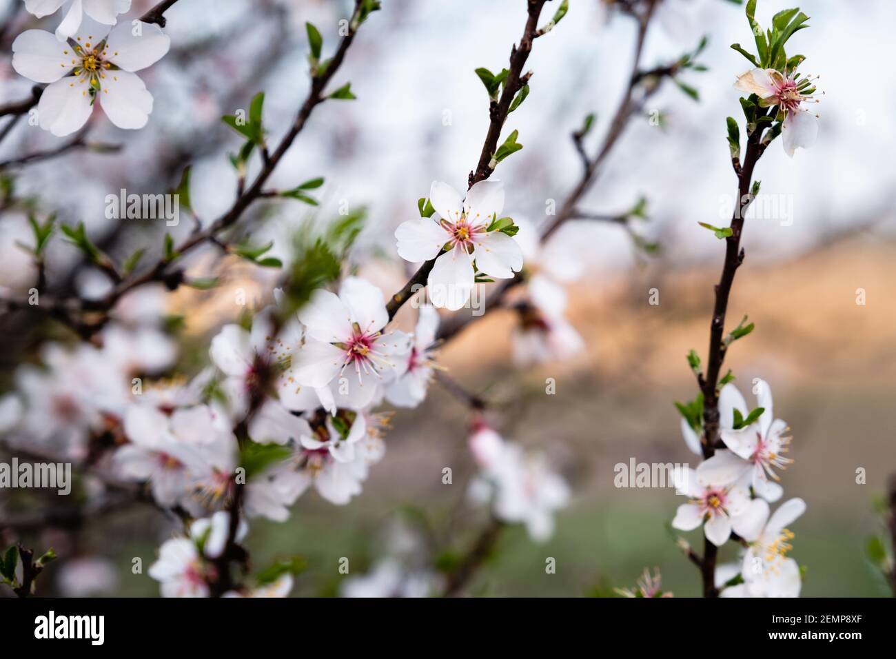Frühlingsblumen umgeben von Natur Stockfoto