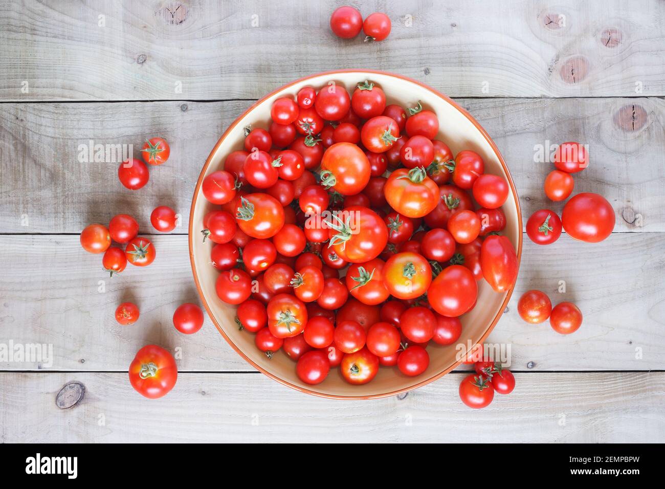Lycopersicon esculentum. Sommer Tomaten ernten. Gemischte Sorten. Stockfoto