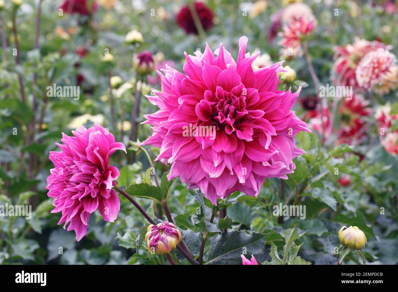 Magenta rosa Kaktus Dahlia in einem krautigen Rand. Stockfoto