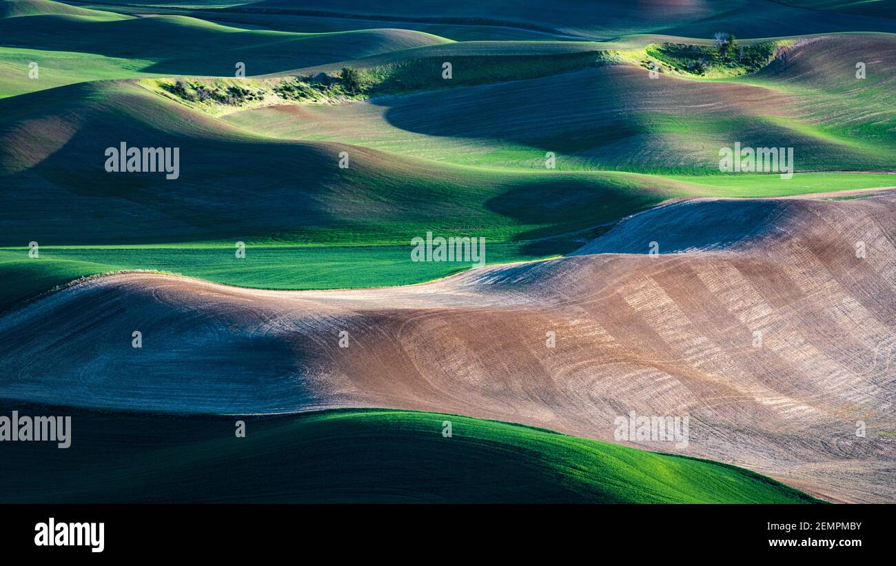 Kontrast zwischen gepflügten und neu gepflanzten Weizenfeldern in der Palouse Region im Osten von Washington State Stockfoto