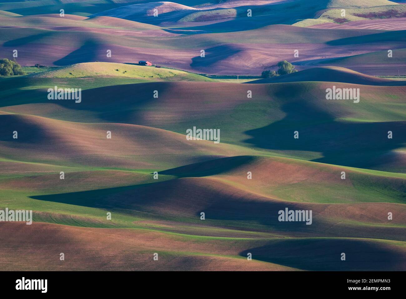Lange Schatten schleichen sich durch das Ackerland im Frühling in der Region Palouse Des Staates Ost-Washington Stockfoto