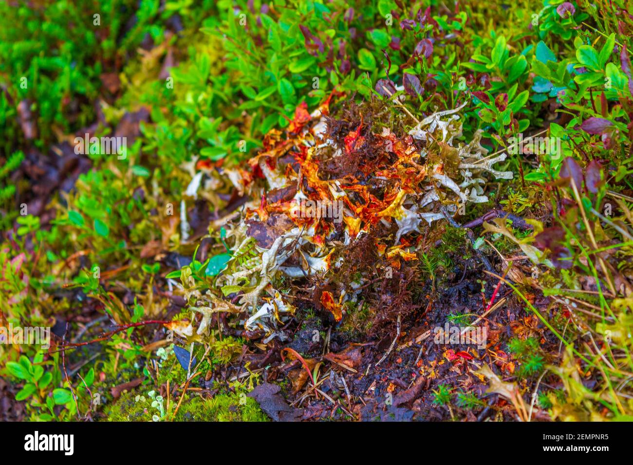 Grasmoose und Flechten in rot gelb orange und grün in Norwegen. Stockfoto