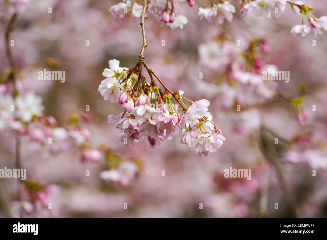 Masse der rosa Kirschblüte, die den blauen Himmel füllt Stockfoto
